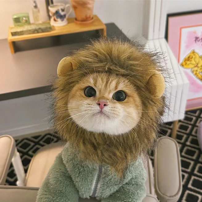 宠物狗狗比熊泰迪网红头套可爱变装小猪帽子猫咪可爱拍照头饰秋冬|undefined