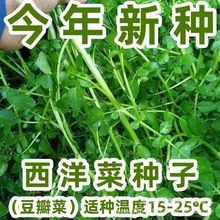 西洋菜种籽豆瓣菜种子四季菜种水芥菜蔬菜孑子盆栽菜籽小青菜籽种