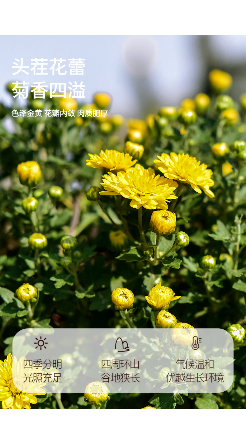 Tai Ju Chrysanthemum Tea Buds 90g Can Dried Taiju Herbal Flower Tea from Zhejiang Tongxiang quality and texture
