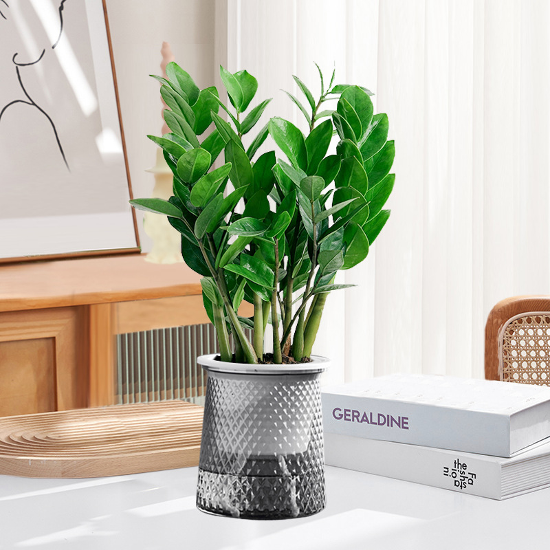 Pohon uang 25-30cm6-8 (pot bintang) pupuk khusus