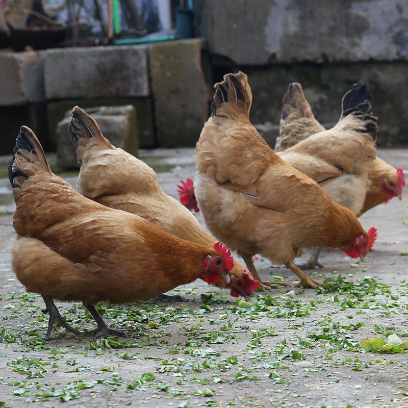 Free range chicken Go to chicken cock Broiler Hen Chickens fresh wholesale