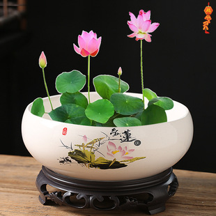 ��ɏ���l����~�X��˯ɏһ�~ɏˮ�ɻ�����X��ˮ��ֲ����o�����l