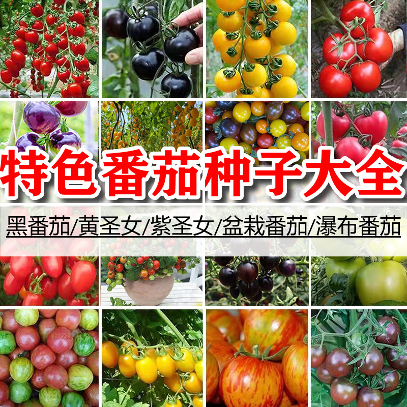 番茄西红柿种子樱桃番茄圣女果种籽黑珍珠矮生盆栽菜种子大量批发