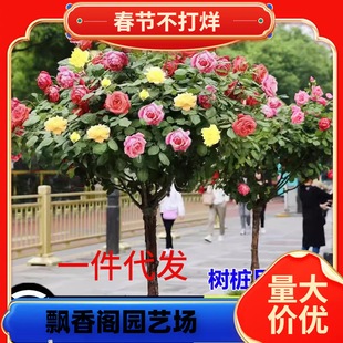 һ�����l�䘶�¼������ǘ���ش󻨻ܶ�ɫõ���ļ��_����ߗUͥԺ