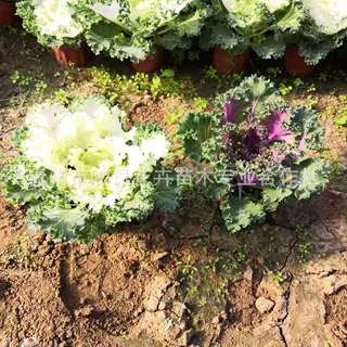 冬季圆叶羽衣甘蓝盆潍坊栽草花基地  圆叶羽衣甘蓝绿化耐寒花卉