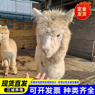 出租羊驼活体 宠物草泥马活物小羊驼幼崽活物养殖景区可挑选租赁