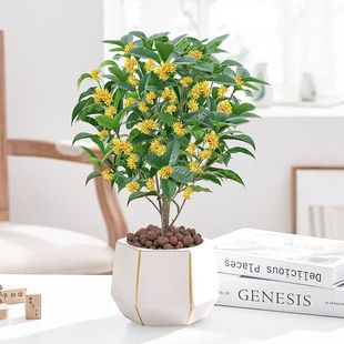 ļ𻨘ͶYAAϘ̨ͥԺ҃ȺB辰