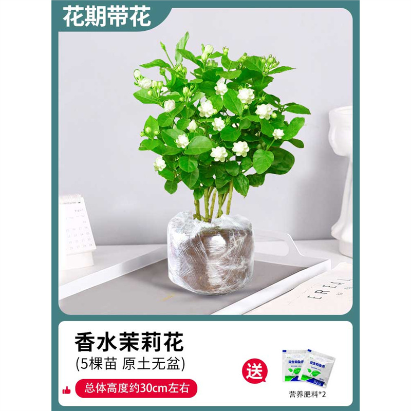 고급 자스민 5개(원토) + 비료