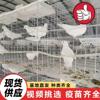 公园广场投喂互动鸽子 常年出售大体型元宝鸽子 魔术表演道具鸽子