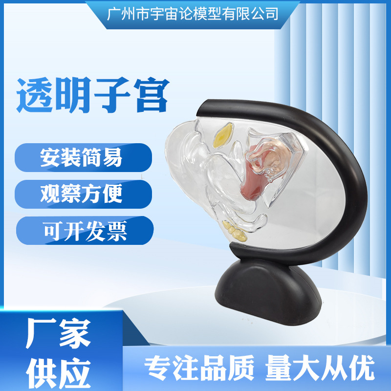 Modelo de útero transparente humano visible Estructura del útero pared interior modelo de anillo superior modelo de familia reproductiva modelo anticonceptivo