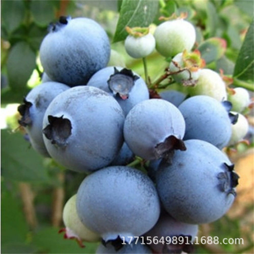 Рассада База снабжения Рассада черники Туман Рассада плодов Черники Оптовая Завод Надежный Высокая Выживаемость Рассада Черники