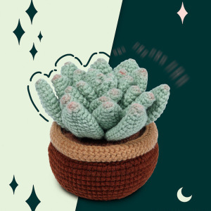 Moon fairy succulent