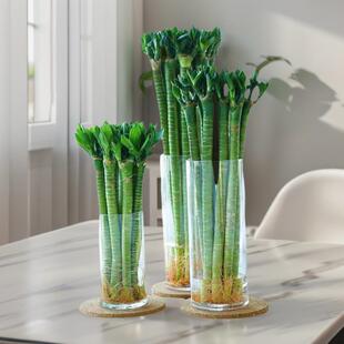 �Ĳ������񎧸����F���D�\��ˮ�Bֲ��͏d�Һ��B������ˮ��Gֲ