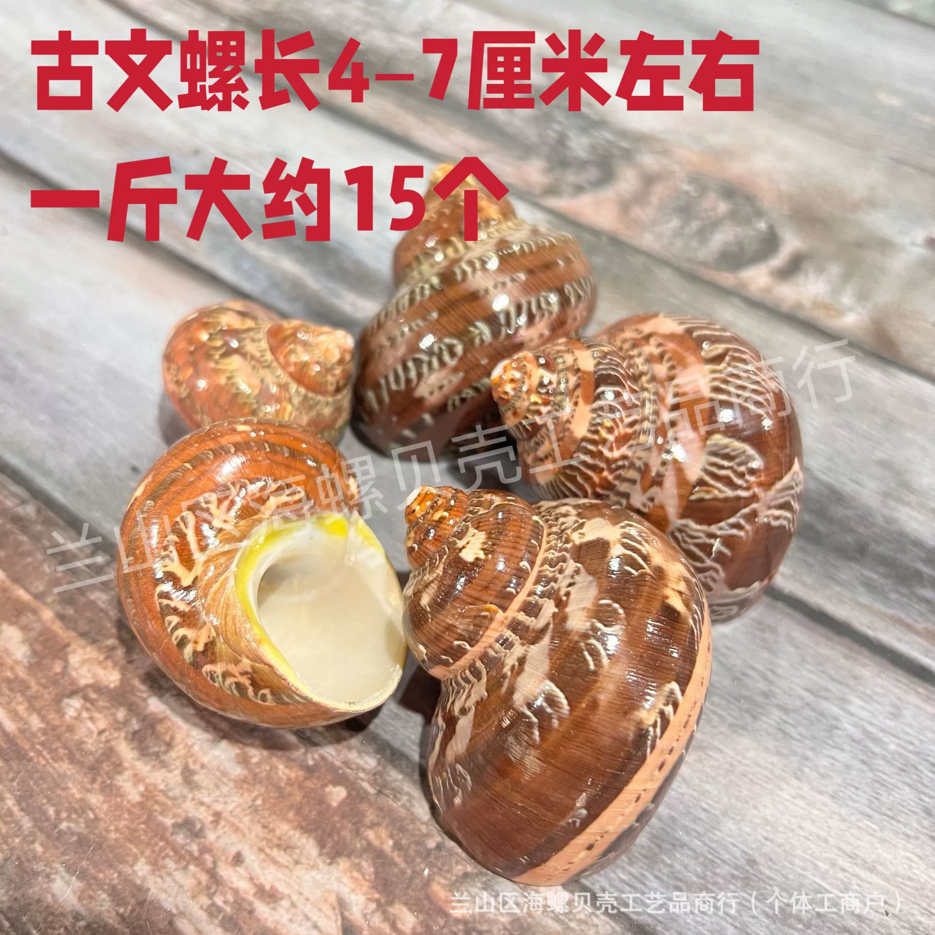 Shell Natural Shell Conch Stars Drifting Bottle Shell Crafts Wholesale Diy Handmade Shell Materials