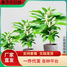 һ�����l���m�����m���绨��ֲ���҃�ͥԺ�Gֲ�׻�����ļ��_�S