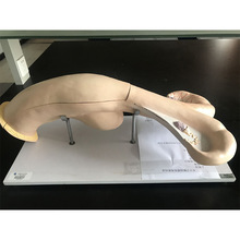 ţ�ӌm����ģ�� ���N�������ٽ���ģ��