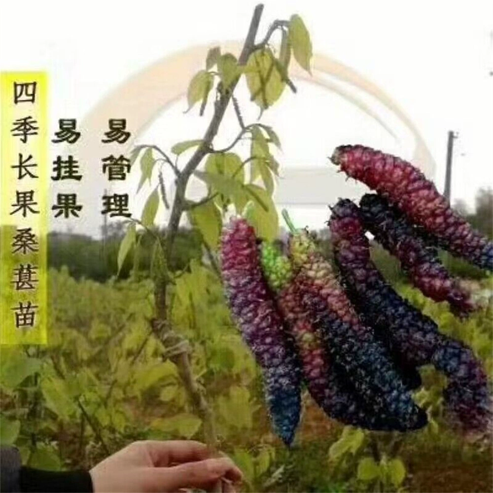 Рассада шелковицы Прививка без косточек Big Ten Fruit Саженцы шелковицы Плодоношение в год Посадка на юге и севере Тайваня Четыре сезона Длинные фрукты в горшке