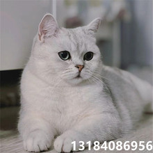 纯种银渐层猫咪活蓝猫宠物幼崽活物金吉拉矮脚猫长毛金渐层活物