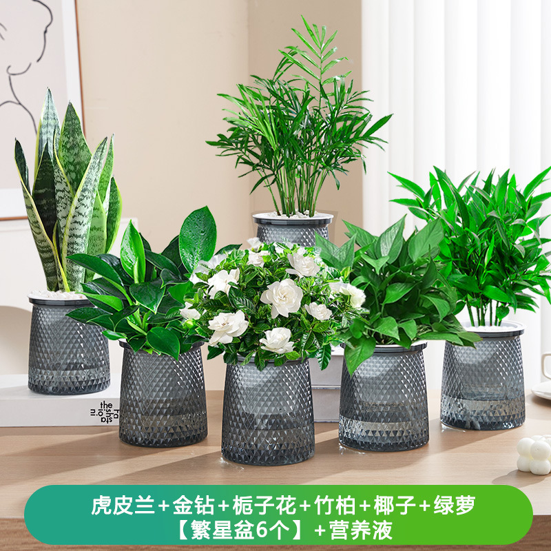 호랑이 난초 + 황금 다이아몬드 + 치자나무 + 대나무와 편백나무 + 코코넛 + 포토스 [별 6개 분지] + 캠프