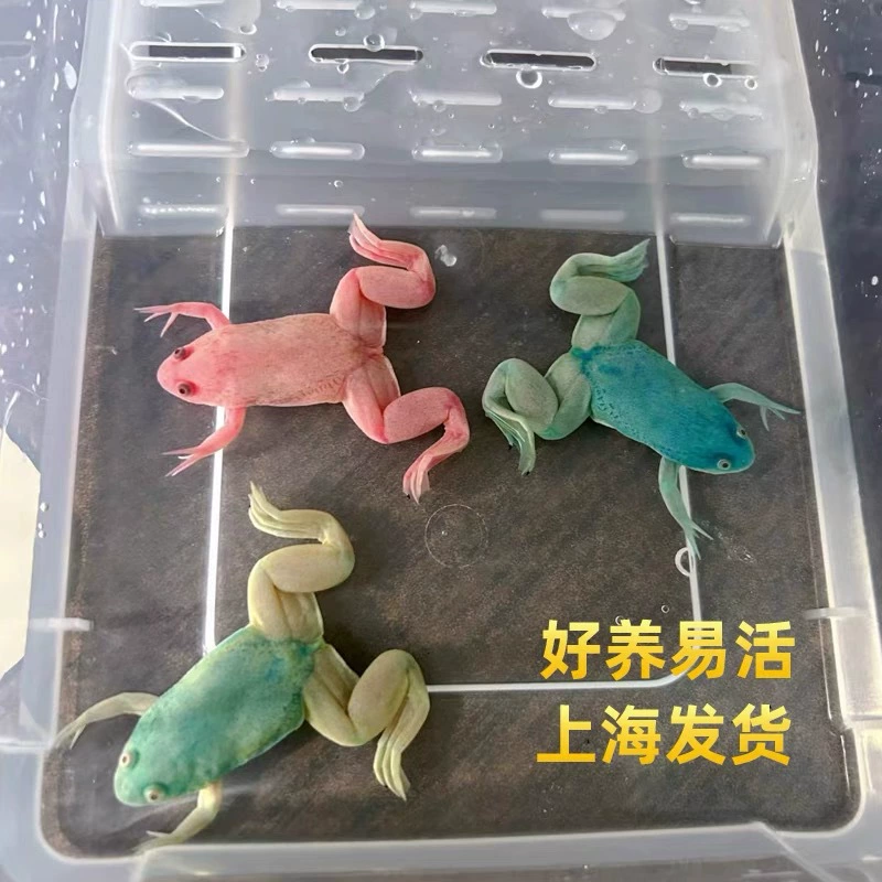 Аквариумные рыбки Живая рыбка-лягушка Тропическая рыба Холодная водная рыба