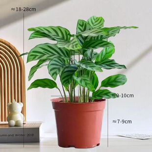 ���~���������҃ȑ���ˮ��ֲ���k�����ļ�����͏d�[������Gֲ