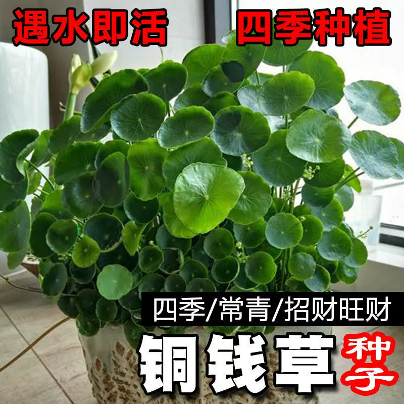 Семена Moneywort для гидропоники и выращивания в почве, большого размера для всех сезонов, подходят для посадки в горшках во дворе и на балконе.