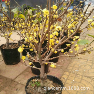 Strong-Scented Wintersweet Saplings, Wintersweet Bonsai, Plain Wintersweet Potted Grafted Wintersweet Flowers, Winter Flowering Plants