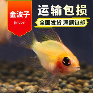 ���Ӱ����_�P���~�����~Ƥ�������@��Ꭷ�^�p�~���w��ˮ�~С��