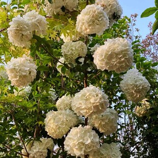 ���Aľ������� �󻨶��򭂻���������ͥԺ�v���ͺ�ľ������ֲ