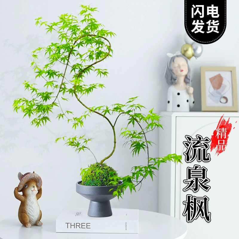 Золотой струящийся весенний клен в горшке, моховый шар, зеленое растение, комнатное гидропонное растение, форма гостиная, большая, легкая в обслуживании, вечнозеленая, круглый год