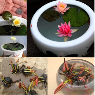 Water Lily Root Block Flower Nine-Grade Fragrant Lotus Seed Lotus Seedling Root Aquatic Water Culture Hydroponic Plant Small Bowl Lotus Seed Pond Mud