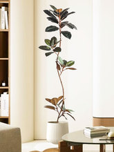侘寂风大型绿植橡皮树室内客厅植物摆件网红ins橱窗落地盆栽