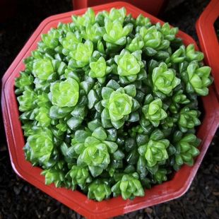 ˮ¶Ⱥkֲ҃B׻ԾGɫ¶