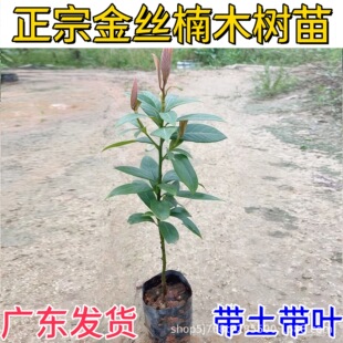 ��z�ľ�����ڽ�z������FС�~�E骘����z�ľ���ľ�����Ĵ�