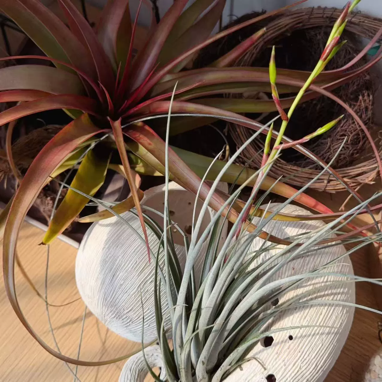 Редкий воздушный ананас, серия «Ежик серебряный лист», ленивые зеленые растения для украшения дома, беспочвенная оптовая продажа в помещении и на открытом воздухе