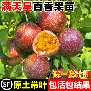 ����M���ǰ�����������Ƥ�����S���u�����޽Ә����Ϸ��Nֲ����