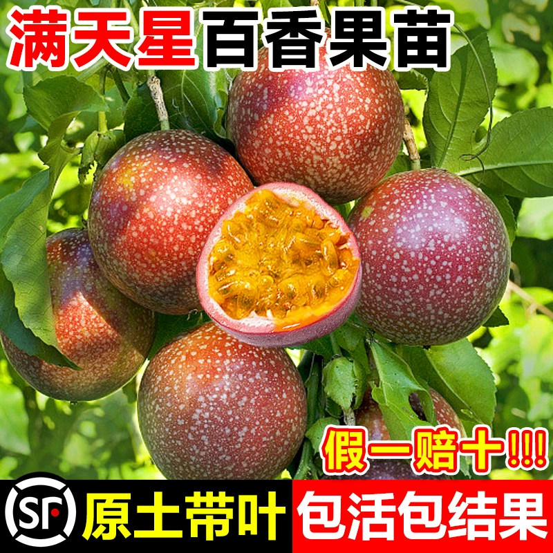 Чистый сладкий детский дыхание, саженцы страстного фрукта, фиолетовая кожа, белые ароматные золотые яйца, саженцы с фруктами, южные посадки, горшечные растения