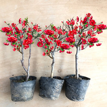 新品种海棠花苗盆栽花卉植物室内花带花苞易活四季易活长寿冠盆景