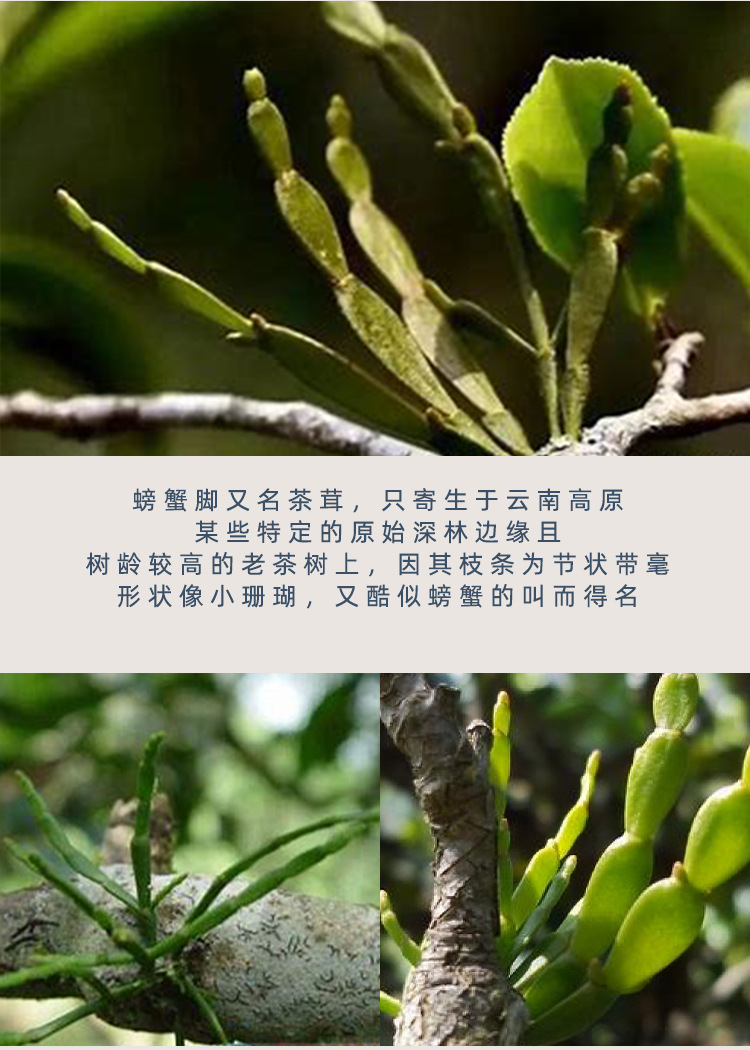 Wild Changbai Mountain Crab Claw Ancient Tree Parasitic Herb Loose 50g Bottle for Pu-erh Tea key features