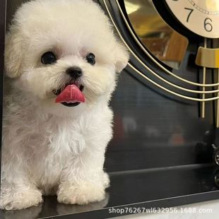 �ɐ۱�����Ȯ���w����̩��ȮС��Ȯ����豭Ȯ���pȮ���ﹷС��