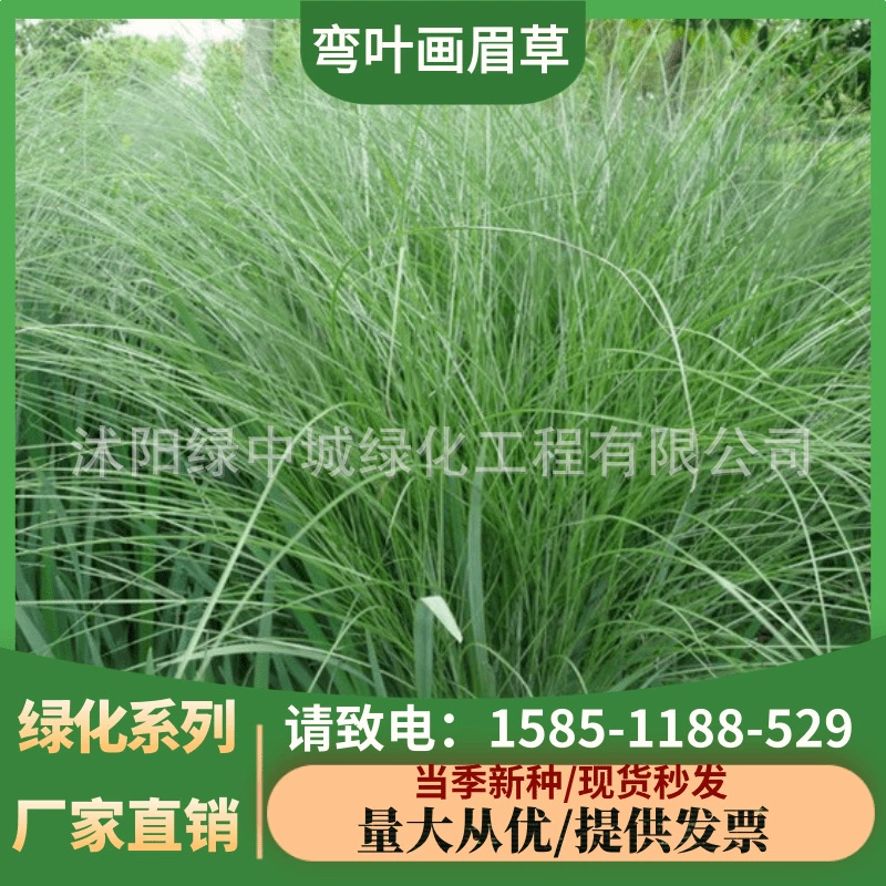 Изогнутый лист семян teff озеленение семян травы Термостойкие и засухостойкие многолетние газона трава защита склона двор четыре сезона