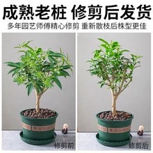 夜来香花树苗夜来香盆栽花卉植物室内驱蚊花苗浓香夜来香四季开花