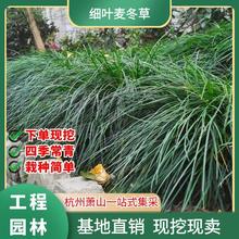 【袋装细叶麦冬草】基地批发供应大袋长麦冬草沿阶草地被植物