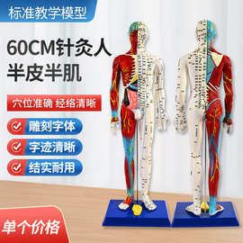 人体针灸穴位模型半肌肉骨骼内脏经络穴位针灸铜人经络模型人60cm