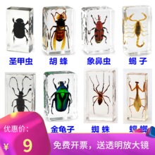 法布尔昆虫记标本螳螂圣甲虫蝴蝶蟋蟀蝈蝈蜜蜂蚂蚁狼蛛蝎子萤火虫