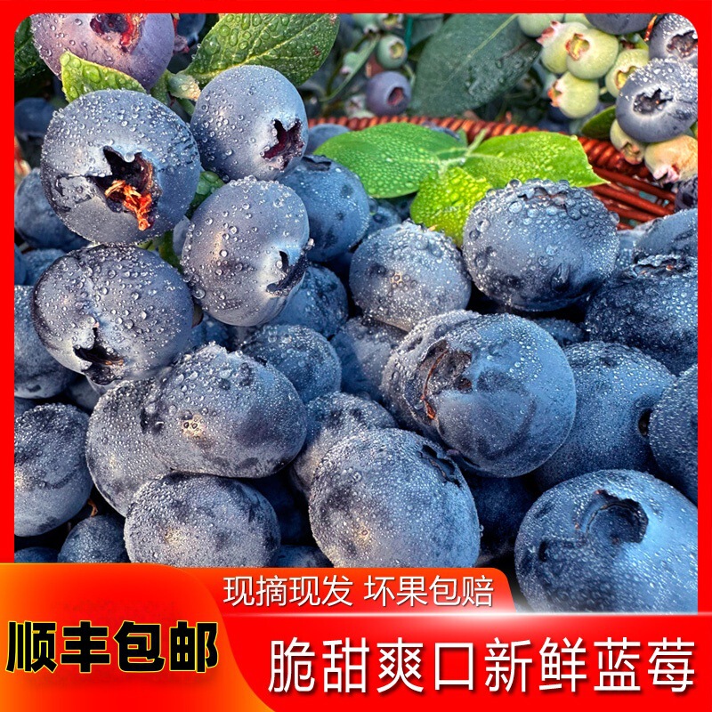 Freshly Picked Dan Dong Fragrant Blueberries of the Season, Fresh Fruit Bluecup Small Blue Cup Lazy Cup Blue Plum Cup Pack Jd.Com Freshly Picked Dan Dong Fragrant Blueberries of the Season, Fresh Fruit Bluecup Small Blue Cup Lazy Cup Blue Plum Cup Pack Jd.Com