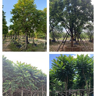 ��� �龚 ��ɽ��ľ�Gֲ����ֱ�N ���G��ľ��G���l