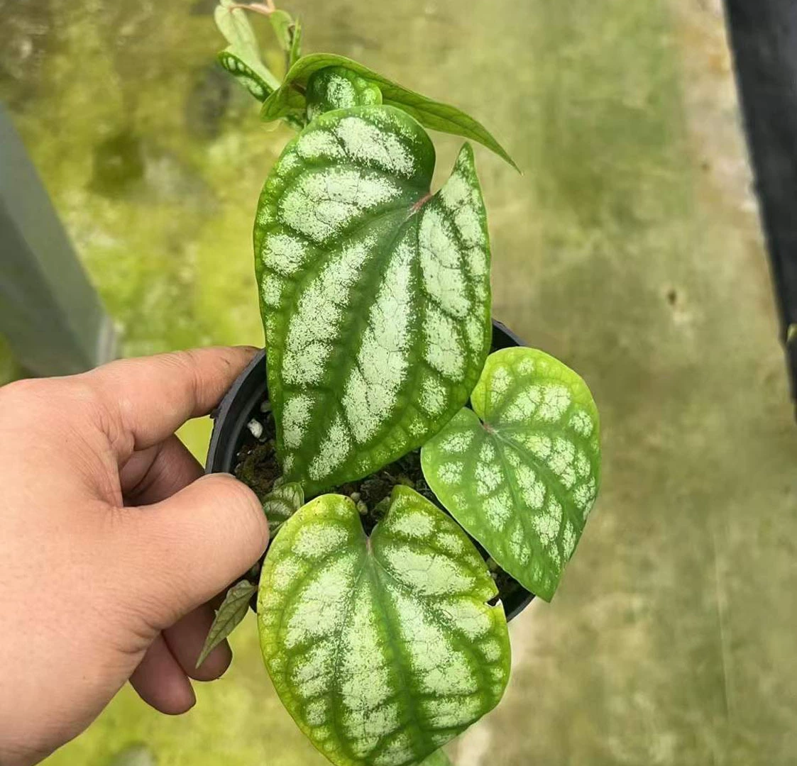 [Базовые прямые поставки] Наблюдение за листьями Маленькие цветы в горшках Домашние цветы Зеленые растения 120 Двойной Хрустальный перец