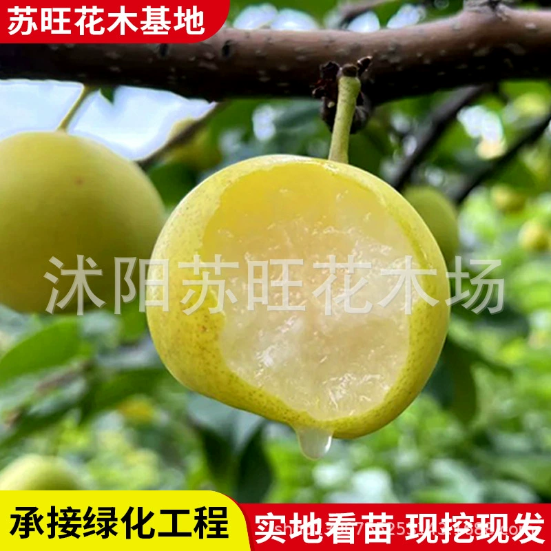 Настоящие саженцы грушевых деревьев, саженцы груши Цюйюэ Дангшан, саженцы фруктовых деревьев в горшках, плодоносящие в том же году, посаженные в любое время года на юге.