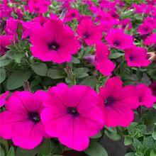 ����ţ���Դ�����Ȼ���ţ�����͟Ứ��ͥԺ�̨���B���ԾG������